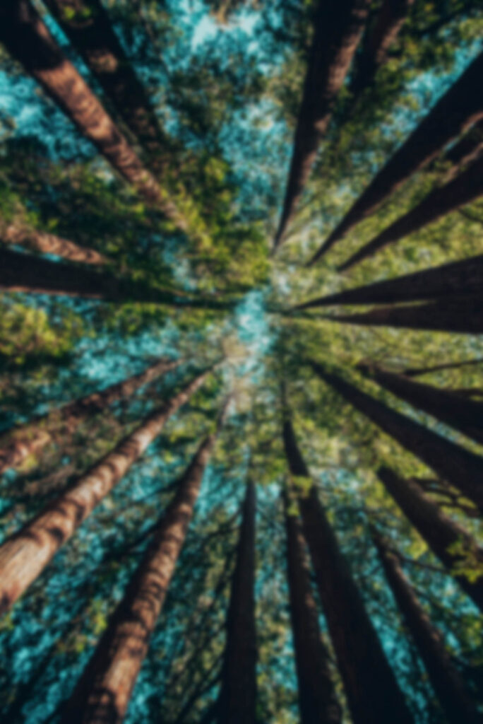 The tops of trees in a forest.